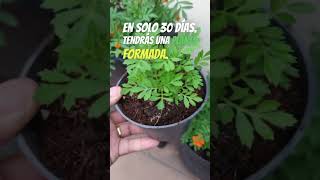 Aprende a plantar tagetes en macetas y disfruta de sus beneficios [upl. by Feriga]