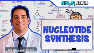 Metabolism  Nucleotide Synthesis  Purine amp Pyrimidine Synthesis [upl. by Kenney100]