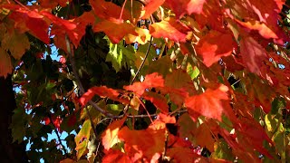 Autumn Colors in Vancouver BC [upl. by Draper]