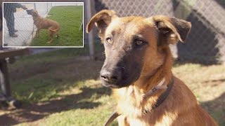 Dog Thrilled To See Owners At Shelter But Theyre There To Adopt Different Dog [upl. by Neenahs98]