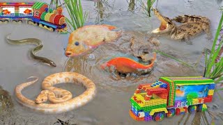 So Amazing Catching Colorful Betta Fish In The River Giant Catfish Ornamental Fish Turtle Bird [upl. by Selmore856]