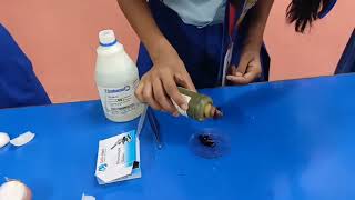 Science Experiment  Onion Cell  ROYAL ACADEMY BIRGUNJ  Growth Mindset [upl. by Urbas]