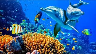 Relaxing Music to Relieve Stress Anxiety and Depression • Mind Body 🐬 Soothing music for nerves [upl. by Margarita288]