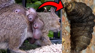 Squirrel Infested with 6 BotFly Cutebra Larvae Extraction process included [upl. by Tamra]