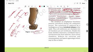 NCERT  BIOLOGY  NEET  CLASS 11  Chapter 4  ANIMAL KINGDOM  Classification of Animal  Part  3 [upl. by Fawcette]