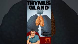 Thymus gland  location hormones functions neetpreparation ncertbiology neet biology science [upl. by Kcirddes]