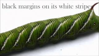 How to ID Two Common Hornworms [upl. by Bellamy]