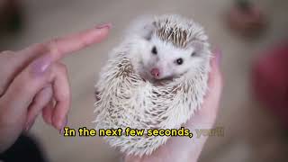 Why is A Group Of Hedgehogs Called A quotPricklequot [upl. by Gowrie]