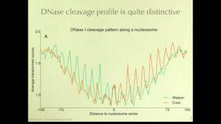 Mapping Nucleosome Positions Using DNase [upl. by Colpin]