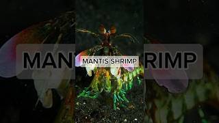 The Power of Mantis Shrimp Punch ytshortsvideo facts mantisshrimp shrimp marinelife [upl. by Sisxela]