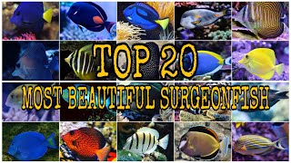 TOP 20 MOST BEAUTIFUL SURGEONFISH [upl. by Greenleaf]