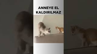 Anne Kedi ve Yavrusu [upl. by Staley]