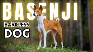 Silent Marvels Unique Traits and Facts About Basenji Dogs [upl. by Norit]