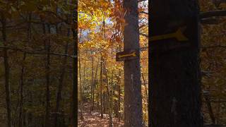 Fall Foliage on Coney Mountain in the Adirondacks  Silent Hiking with Folk Music hikeny adk [upl. by Romo]