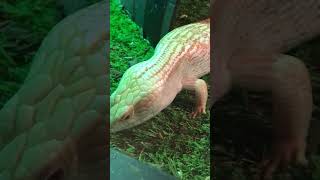 Albino Blue Tongue Lizard  Canberra Reptile Zoo [upl. by Tereve]