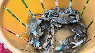 After crabbing in the Chesapeake Bay Maryland trotline from my boat steaming the crabs [upl. by Tiemroth]