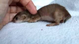 Orphaned baby stoat about 5 wks old  3rd vid [upl. by Ardnasac]