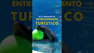 Así se obtienen los delfines para entretenimiento turístico [upl. by Holmann535]