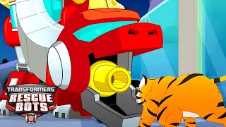 Transformers Rescue Bots  Dinobot VS Tiger 🦕  FULL Episode  Kids Cartoon  Transformers Junior [upl. by Uile713]