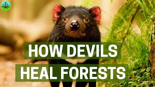 How Devils Heal Forests [upl. by Artie]