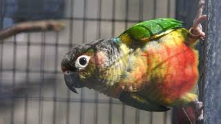 Greencheeked Parakeet ssp hypoxantha [upl. by Atiuqram]