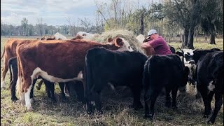 When to Unroll Hay  It is different in the South [upl. by Zenobia]