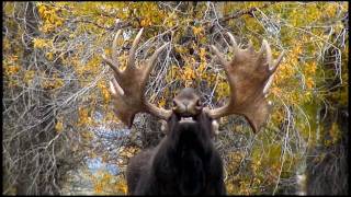 Awesome Bull Moose [upl. by Josler280]