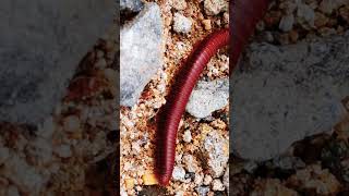 Millipede 9milipedes nature frog babyanimals [upl. by Ecirtael]