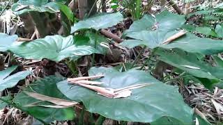 released injured BANDED KRAITBungarus fasciatusSAKHAMUTIRAJSAPVATAMSAPNEUROTOXIC venom [upl. by Jacques213]