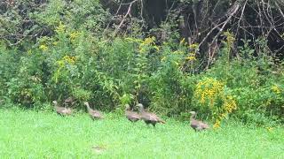 Mama turkey showing chicks where the crabapples are with whitetail deer in the background [upl. by Attwood]