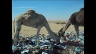 Prion Disease in Dromedary Camels Algeriavideo 3 [upl. by Einhorn]