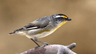 Striated Pardalote [upl. by Ayikal]