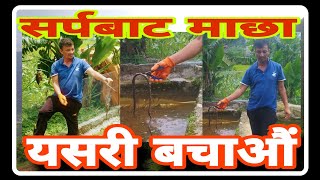 Sarpa Bata Macha Bachau  fishfarming fish snake [upl. by Sherourd312]