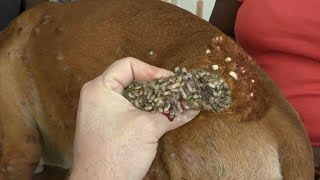 Help Dog Remove maggot from dog skin Ep30 [upl. by Nnewg]