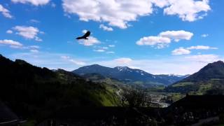 Hohenwerfen Greifvogelschau [upl. by Nosae]