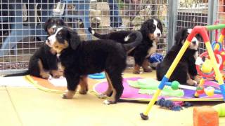 Les chiots Bouvier Bernois dAstuce amp Diane [upl. by Aneeh613]