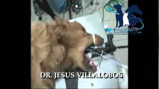 VETERINARY ENDOSCOPY ENDOSCOPIA VETERINARIA CUERPO EXTRAÑO CE MATIAS TITULOSmpg [upl. by Clyde]