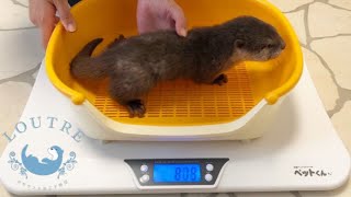 Weighing 25MonthOld Baby Otters [upl. by Ardis86]