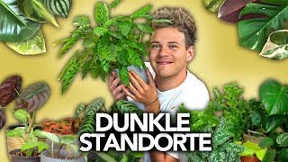 30 Zimmerpflanzen für DUNKLE STANDORTE  Joeys Jungle Plants [upl. by Siuluj851]