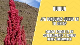 Quinua el Superalimento que debes incluir en tu dieta [upl. by Nitsur]