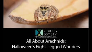 All About Arachnids Halloween’s Eight Legged Wonders [upl. by Melinde]