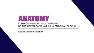 Surface anatomy and ultrasound of the upper back axilla and brachial plexus [upl. by Enortna]