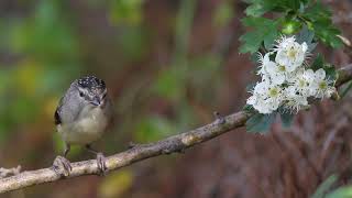 Female Spotted Pardalote Up Close Australian Native Birds Trims [upl. by Lednor]