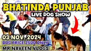 BHATINDA PUNJAB DOG LIVE SHOW 2024  03 NOVEMBER BHATINDA DOG SHOW LIVE [upl. by Rennane102]