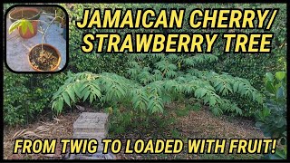 Garden Update Jamaican Cherry  Strawberry Tree  Muntingia Calabura [upl. by Eelyak]