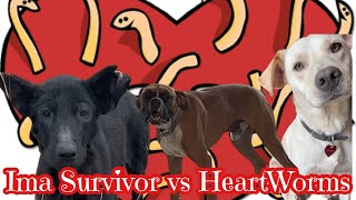 Battling HeartWorms [upl. by Attelra]