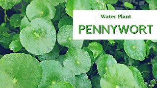 Aquatic Plant  Pennywort • Hydrocotyle [upl. by Turino844]