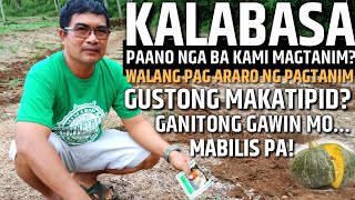 PAANO MAGTANIM NG KALABASA  WALANG PAG ARARO  MABILIS AT TIPID SA PAGTANIM  D GREEN THUMB [upl. by Phillipp]