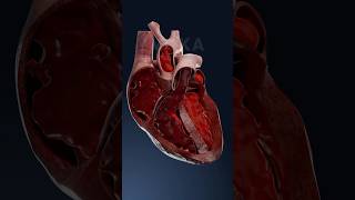 Heart’s blood flow and circulation process 3D animation [upl. by Raycher]