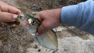 Skipjack fishing Collecting trophy catfish bait [upl. by Dnob318]